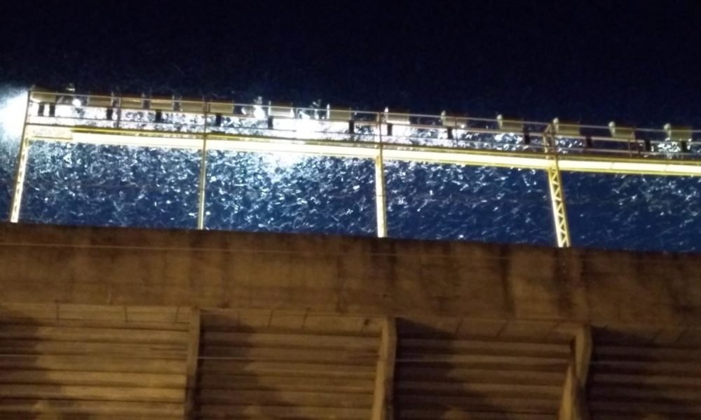 Remando en un mar de bichos: ¡Tremenda invasión de insectos en dos partidos del Federal A!