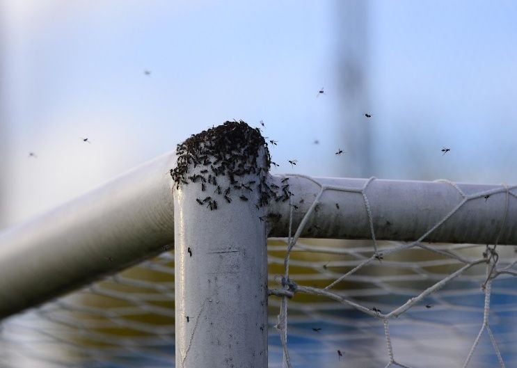 Insólito: un panal de abejas interrumpió Almagro – Temperley por 12 minutos